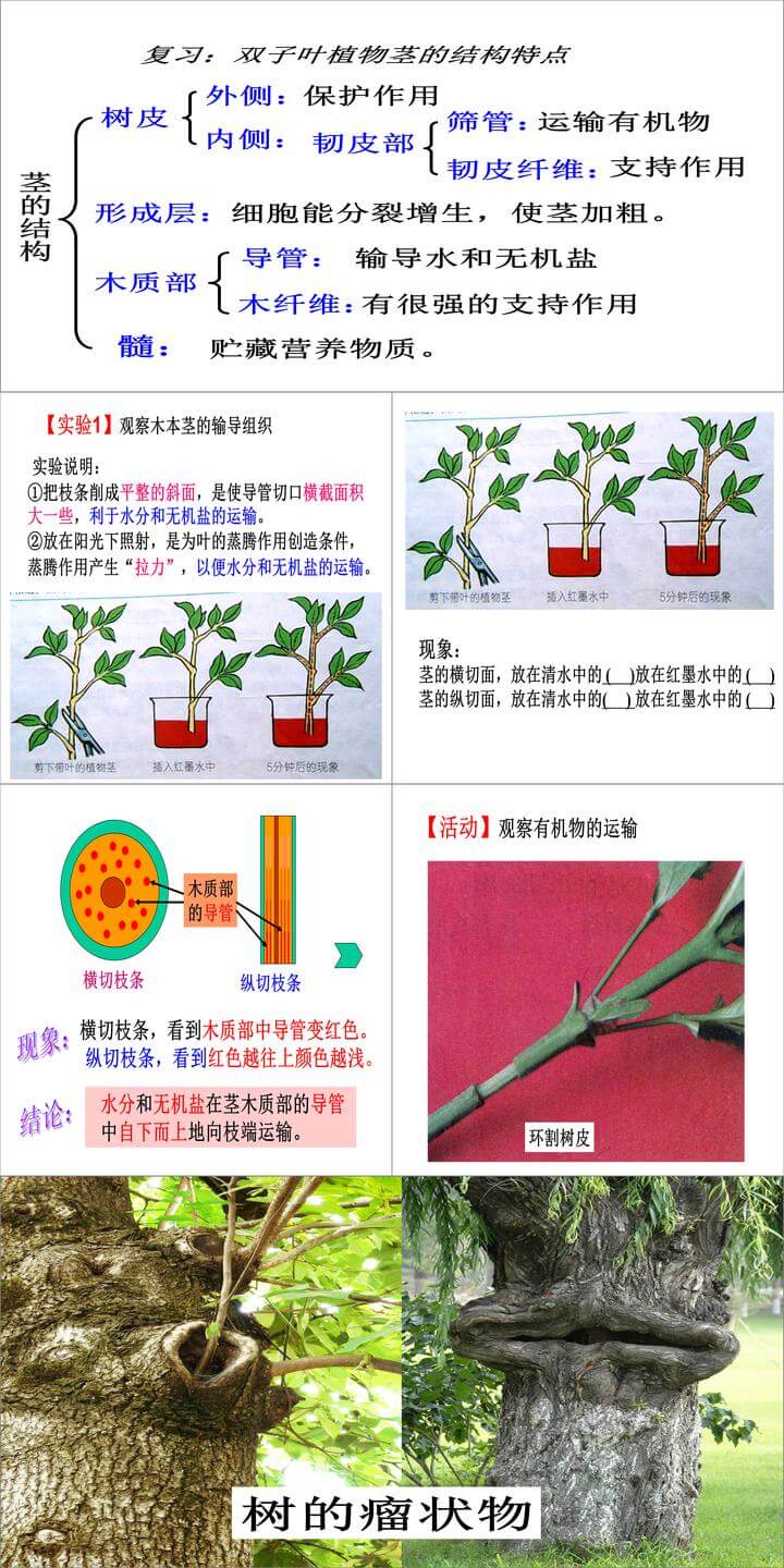 浙教版八年级下册科学公开课4.4植物的茎与物质运输ppt课件