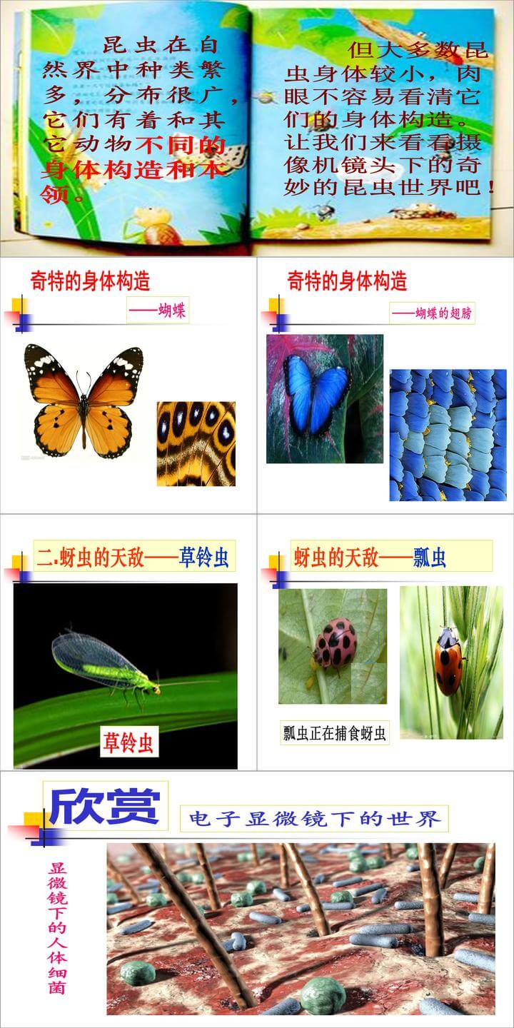 科学放大镜下的昆虫世界ppt课件（六年级下册）