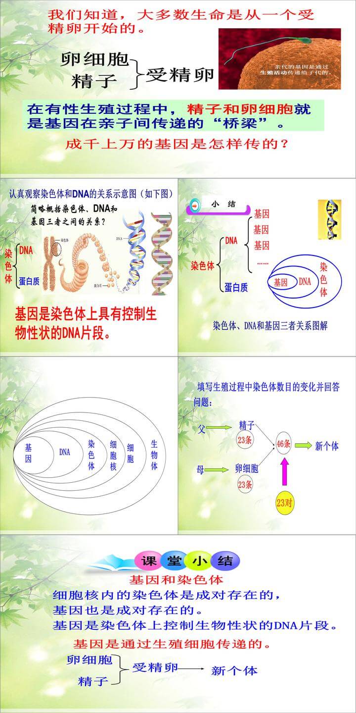 生物7.2.2基因在亲子代间的传递ppt课件（八年级下册）